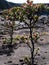 Small Tree growing in Lava field