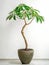 Small tree grows indoors, The money tree is popular indoor plant