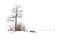 Small tree on islet, foggy winter landscape