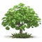 Small tree with large green leaves and white background. The tree is positioned in center of scene, standing alone