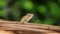 A Small Tree Lizard coming out from tree.