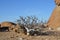 small Tree mirabib lonely scenic Granit Rock in the Desert Panorama