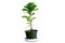 Small tree on pot isolate on white background, clipping part, Fiddle Leaf Fig