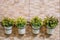 Small tree pots hang over green gray cement wall background,