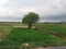 Small tree in ricefield village