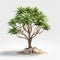 Small tree with rocks and pebbles around it. The tree is located on ground, surrounded by various sizes of rocks and