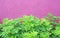 Small Tree and rough deep pink wall background