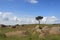 Small tree standing alone surrounded by rocks at Sibebe rock, southern africa, swaziland, african nature, travel, landscape