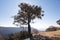 A small tree standing proudly on top of mountain in satpura range at malviya point