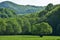 Small tree surrounded with scenic lush green foliage and hills