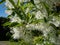 Small tree The White fringetree Chionanthus virginicus with richly-scented, pure white flowers in the garden with bright blue