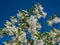 Small tree The White fringetree Chionanthus virginicus with richly-scented, pure white flowers in the garden with bright blue