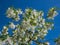 Small tree The White fringetree Chionanthus virginicus with richly-scented, pure white flowers in the garden with bright blue