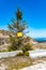 Small tree with yellow board in front of quartz mine