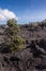 Small trees on 1961 Lava, Kilaeuea volcano, Hawaii,, USA