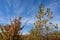 Small trees adorned with fall foliage in shades of green, orange, and yellow, vivid blue sky copy space