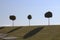 Small trees on the background of mowed lawn and blue sky