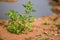 Small trees on the dry ground.