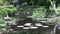 Small trees frame the pond of a landscaped Japanese garden in Australia.