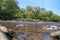 Small trees grew by the river