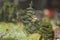 Small trees. Model of mountainous terrain and forests. Toy world