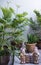 Small trees in the tree pot with Old Statue of the boys and girls wear thai Dress are standing smiling on the cement wall and floo