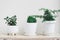 Small trees in white pots for decoration in home garden , minimal plant tree with Banyan Tree  , Andaman satinwood , Feroniella