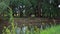 A small tributary of the river with banks and trees overgrown with greenery.