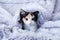 A small tricolor kitten looks out from  gray blanket. Close-up