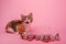 Small tricolor kitten on pink background licks lips near transparent numbers 2024 New Year