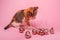 Small tricolor kitten on pink background licks paws near transparent numbers 2024 New Year