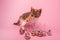 Small tricolor kitten on pink background looks at transparent numbers of 2024 New Year