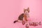 Small tricolor kitten on pink background sits next to transparent numbers 2024 New Year. Monochrome