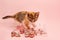 Small tricolor kitten plays on pink background, gnawing on transparent numbers for the New Year 2024