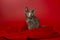 Small tricolor kitten on a red bed