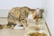 small tricolor mongrel cat sits in front of its bowls and drinks water