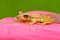 Small tropic frog Stauffers Treefrog, Scinax staufferi, sitting on the pink leaves. Frog in the nature tropic forest habitat. Cost