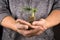 Small tropical `Alocasia Baginda Silver Dragon` houseplant in soil being held by male hands