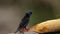 Small tropical bird in a rainforest, red-legged honeycreeper