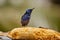 Small tropical bird in a rainforest, red-legged honeycreeper