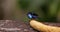 Small tropical bird in a rainforest, red-legged honeycreeper