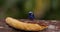 Small tropical bird in a rainforest, red-legged honeycreeper