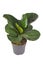 Small tropical fiddle leaf fig `Ficus Lyrata` houseplant with in flower pot on white background