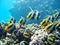 Small tropical fish shoal on coral reefs underwater world