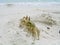 Small tropical hermit crab close up photo