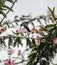 Small tropical hummingbird collects nectar from a flower in flight