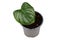 Small tropical `Philodendron Mamei` houseplant with single leave with silver pattern