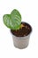 Small tropical `Philodendron Mamei` houseplant with single leave with silver pattern in pot on white background