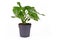 Small tropical `Rhaphidophora Tetrasperma` houseplant with leaves with holes in pot on white background