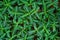 Small tropical `Ruellia Decosiana` plants covering ground, top view